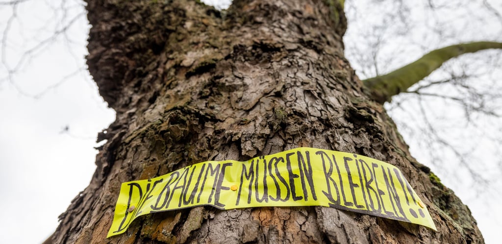 Die Hansestadt Gardelegen will den Baumbestand schützen. Auch auf dem eigenen Grundstück darf niemand einfach so zur Säge greifen.