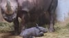 Die Nashornkuh Malaika ist neben ihrem frisch geborenen Kälbchen zu sehen.