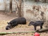 Das Tapir-Junge samt Mutter Mary im Magdeburger Zoo.