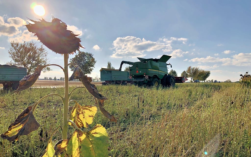 Landwirt Stephan Frank nutzt in dieser Woche das trockene Wetter, um seine Sonnenblumen zu ernten, die rund um Meineweh gewachsen sind.