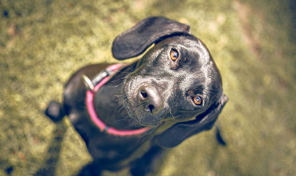 Hundesteuer Erhöhung Was Hundebesitzer Jetzt Zahlen Müssen 