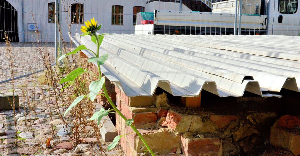 Nur noch der Keller ist nach dem Abriss des Backhauses vorhanden. Der ist provisorisch abgedeckt.