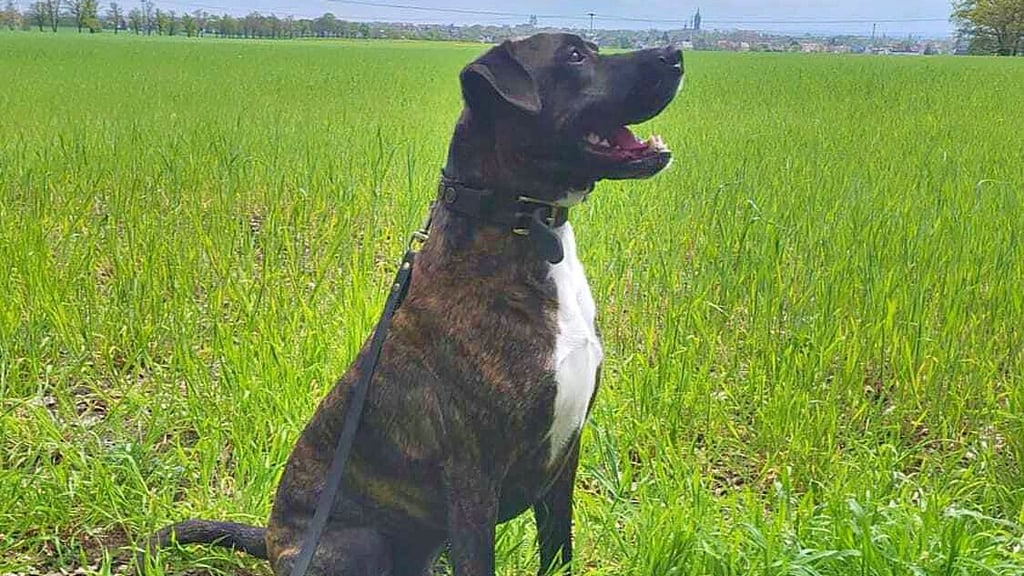 Dieser Hund ist von den Haltern aus finanzieller Not an das Tierheim Wittenberg abgegeben worden.