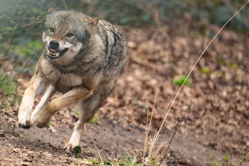 Ein Wolf läuft durch sein Gehege.