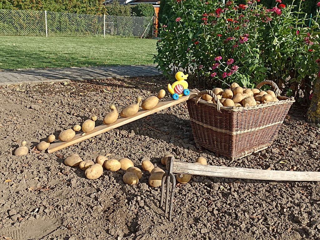 Die Entenfamilie gibt es so nur bei Familie Schossig zu sehen.