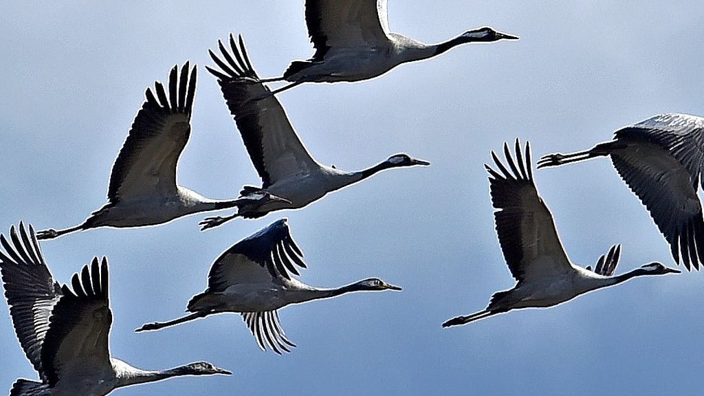 Die Kraniche fliegen wieder über Aschersleben. Mit lautem Tröten machen sie auf sich aufmerksam.