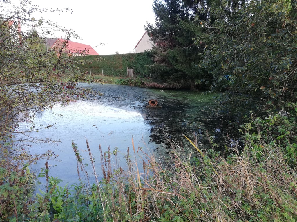 Der Unterhaltungsverband Weiße Elster will noch in diesem Jahr den Teich in Göbitz entschlämmen und Weiden verschneiden.