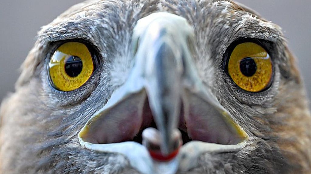 Ein Steinadler hat sich im Flug eine Drohne geschnappt.