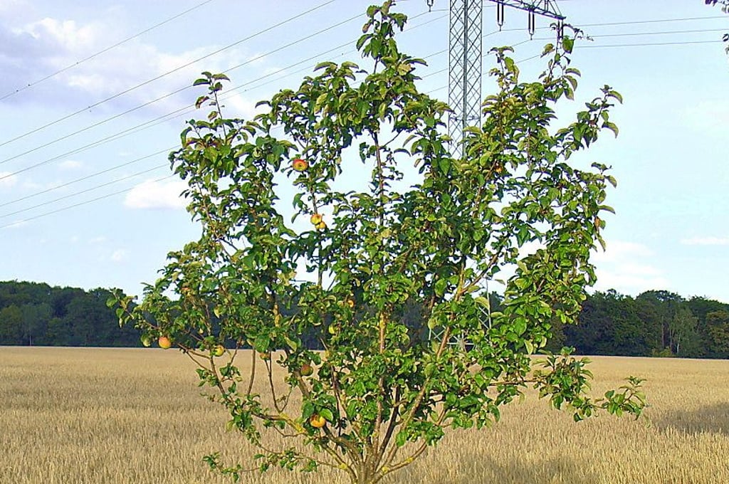 Ein Obstbaum bei Tylsen.