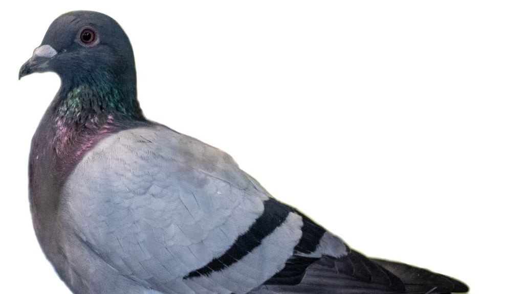 Diese Brieftaube wechselte am Sonnabend ihren Besitzer. Der hohe Preis kommt zustande, da sie aus einer legendären Zucht-Linie stammt.