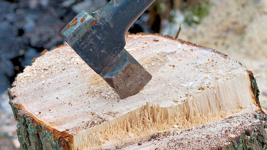 Nicht jeder Baum darf einfach so gefällt werden, Details regelt die Baumschutzsatzung der Stadt Zerbst.
