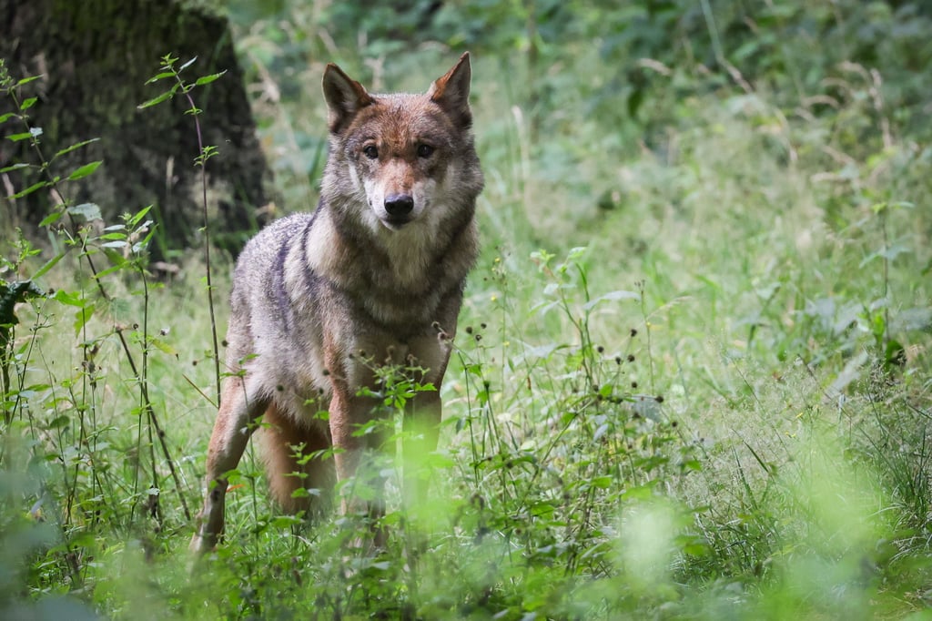 War es ein Wolf, der während einer Bewegungsjagd der Bundesforst einen freilaufenden Jagdterrier getötet hat?