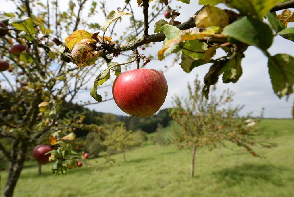 Äpfel sind auf einer Wiese mit Streuobstbäumen zu sehen.