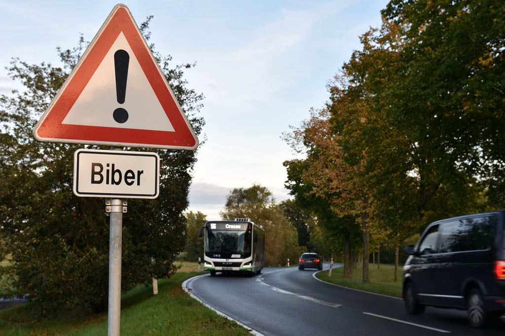 So sieht es aktuell im Osten von Magdeburg aus. Kurz hinter Pechau steht dieses Warnzeichen am Straßenrand, der Biber vor den Autos schützen soll.