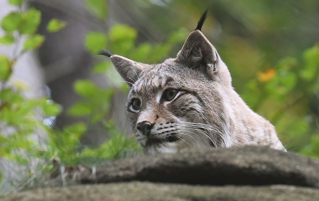 Der Luchs wurde im Harz wieder angesiedelt. Durch den Klimawandel ist sein Lebensraum nun aber bedroht - eins von vielen Beispielen der Ausstellung zum Artensterben in Halle.