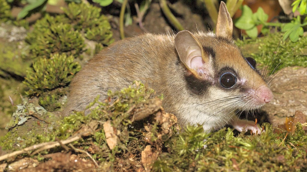Der Gartenschläfer ist das Tier des Jahres. Forscher der Deutschen Wildtier-Stiftungung wollten über den Sommer herauszufinden, wie verbreitet der Nager im Harz ist.