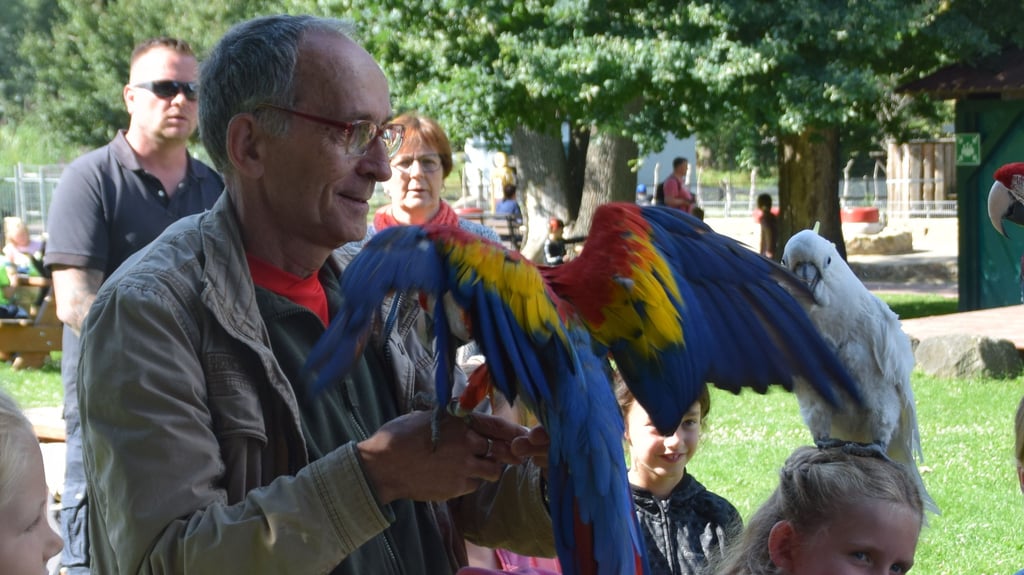 Bei einer Papageienvorführung im Tierpark Westerhausen.