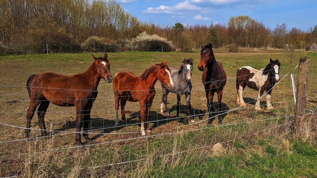 Bei den entlaufenen Tieren handelt es sich um eine braune, zweijährige Stute (zweite von rechts) und eine einjährige Fuchs-Stute (zweite von links im Bild).