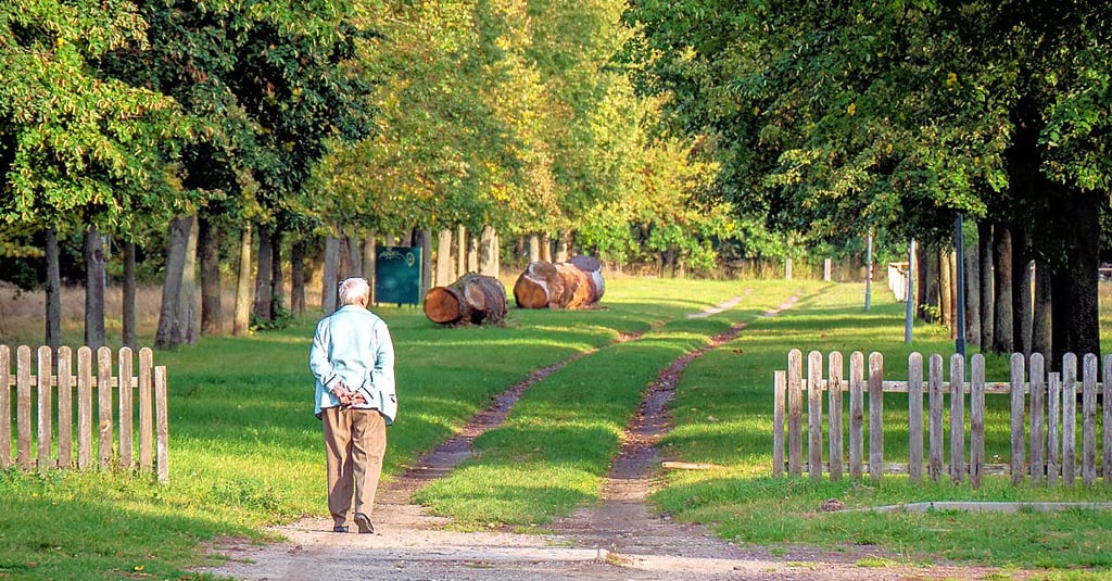 Eine Spaziergängerin auf dem Weg zum Dornburger Schlosspark. Im Hintergrund sind zwei Stämme der vier von der Stadt Gommern gefällten Eichen zu erkennen. Nun stehen weitere Vorwürfe seitens der Grünen im Raum: Es sei illegal im Natur- und Denkmalschutzbereich des Parks gebaut worden.