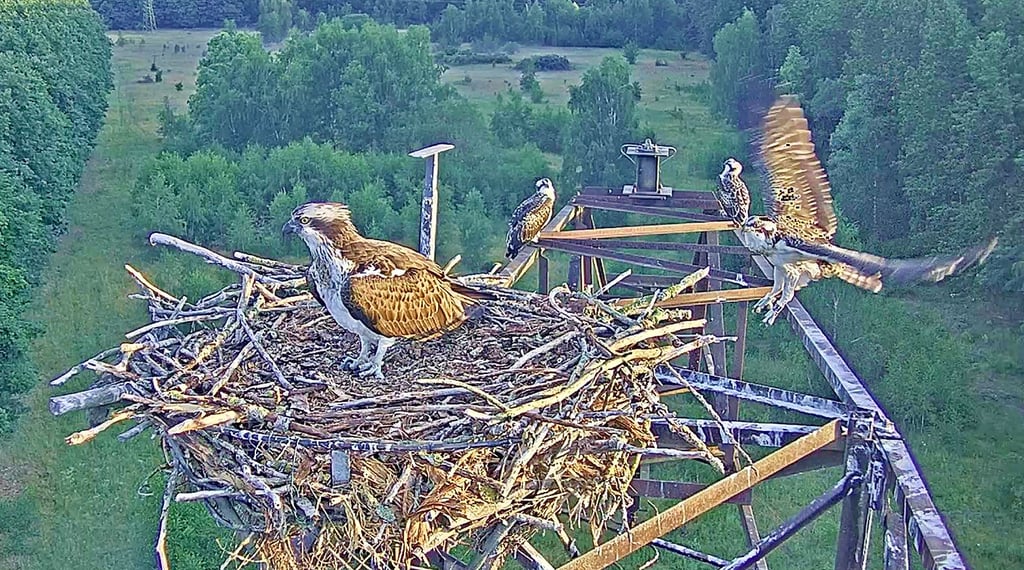 Ein neugieriger Blick in die Ferne. Die drei Jungvögel der Fischadler vom Horst bei Schlaitz haben sich gut auf ihre erste große Reise vorbereitet.