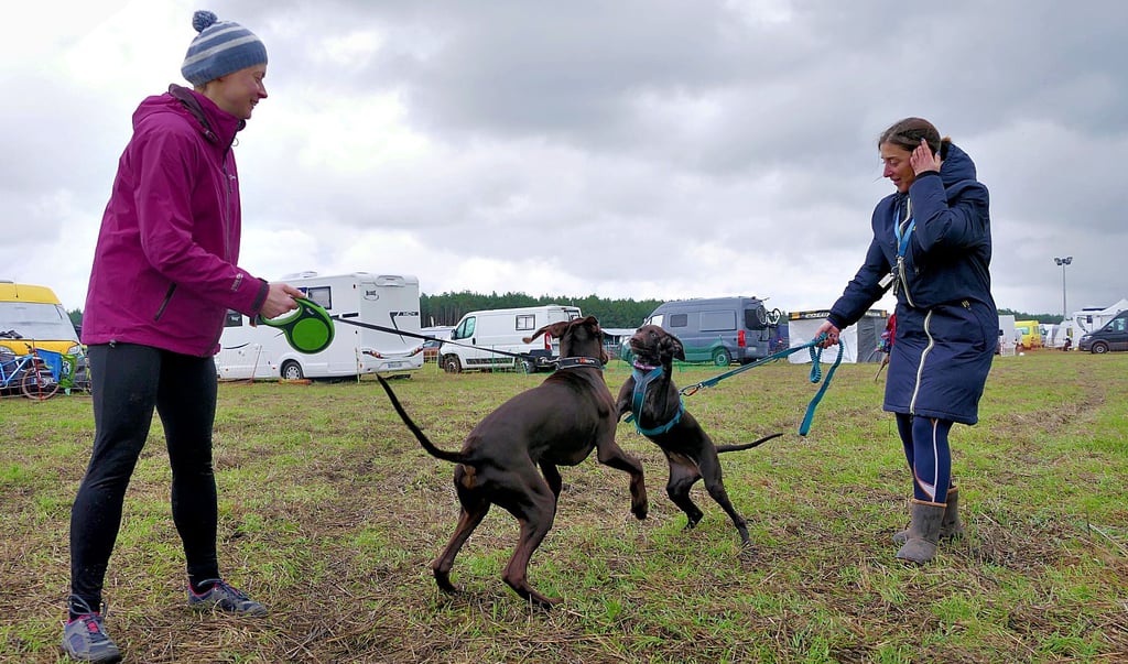 Sich gegenseitig beschnuppern gilt bei der Hunderennen WM 2023 in Leipa nicht nur für die Hunde.