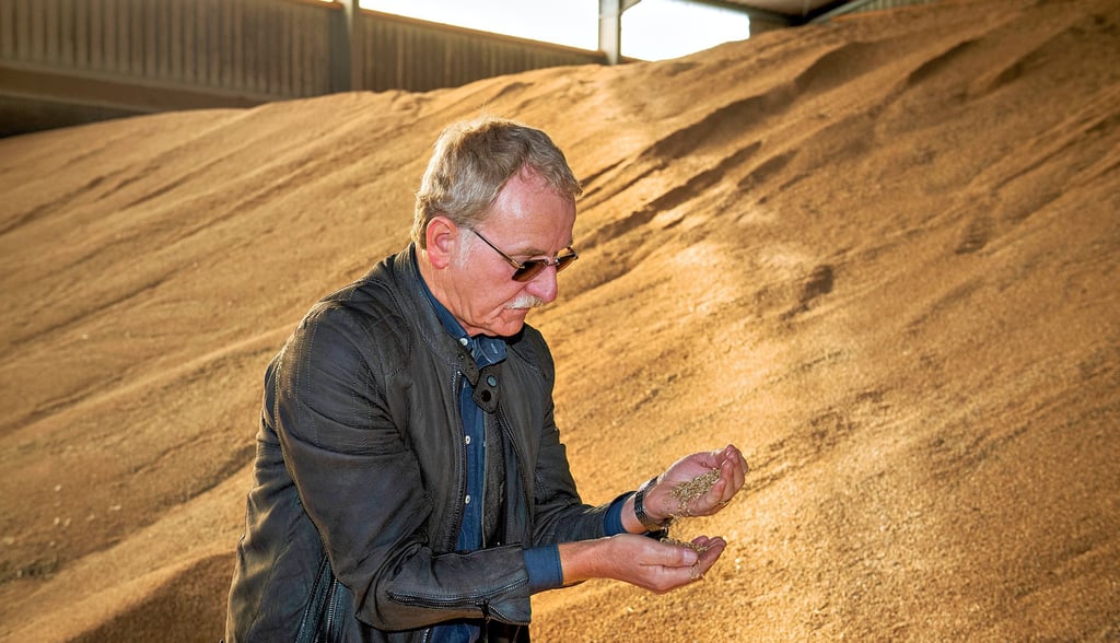 Goldgelb leuchtet der Weizen. Karl-Friedrich Altenburg , Chef der Landgut Möllern GmbH, ist mit der Ernte zufrieden.
