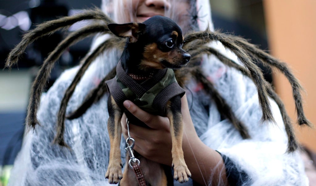 Keine gute Idee: Kostüme schränken Vierbeiner in Kommunikation und Bewegungsfreiheit ein.