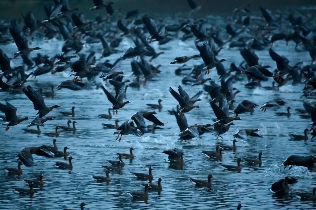 Gänse warten am frühen Morgen auf den gemeinsamen Start zur Futtersuche.