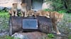 Löwin Kigali hat im Zoo Leipzig im Juli vier Jungtiere zur Welt gebracht.