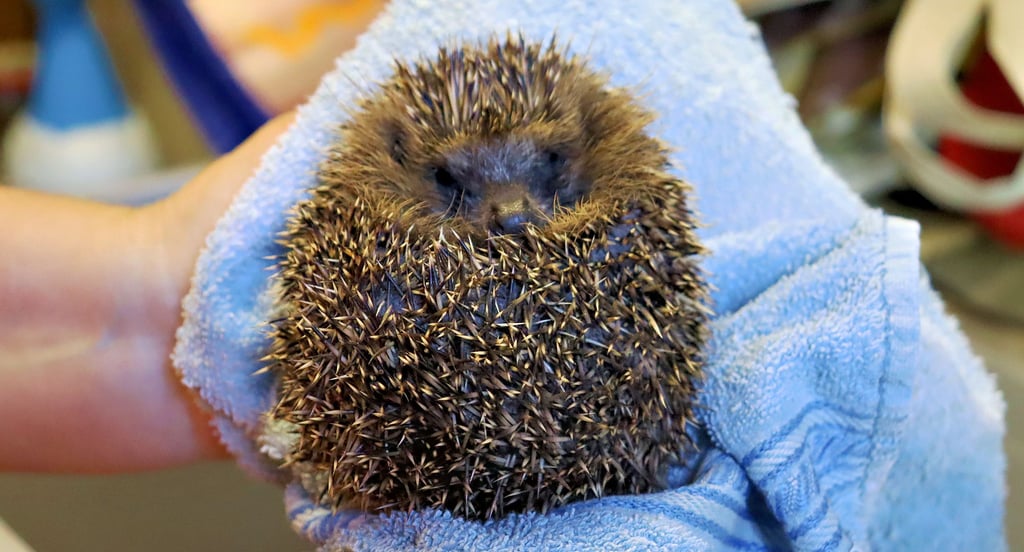 Aufgelesen in Immekath, fand dieser Igel in Kusey ein Zuhause auf Zeit.