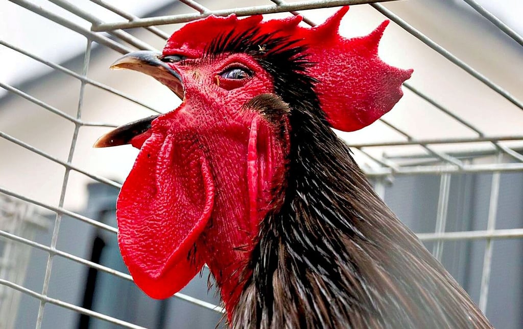 Geflügel wird wieder in Annaburg ausgestellt. Die Federtiere bekommen diesmal neue Nachbarn. Erstmals sind auch Kaninchen zu sehen.