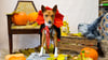 Basenji-Hund Ajani von Sebastian Bartels beim Fotoshooting