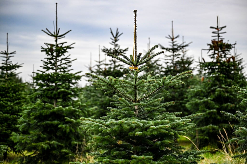 Weihnachtsbäume wachsen auf dem Gelände vom Werderaner Tannenhof.