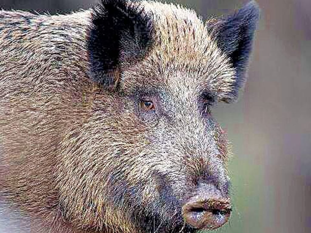 Auch Wildschweine sind im Herbst gern an Straßenrändern des Jerichower Landes auf Nahrungssuche.