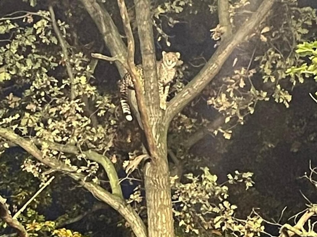 Der Gepard saß rund zehn Meter im Baum fest und kam nicht mehr herunter.