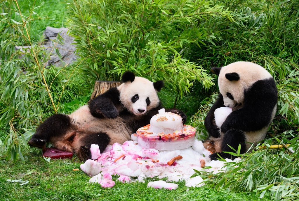 Die Pandabären Pit und Paule essen eine Torte zu ihrem Geburtstag.