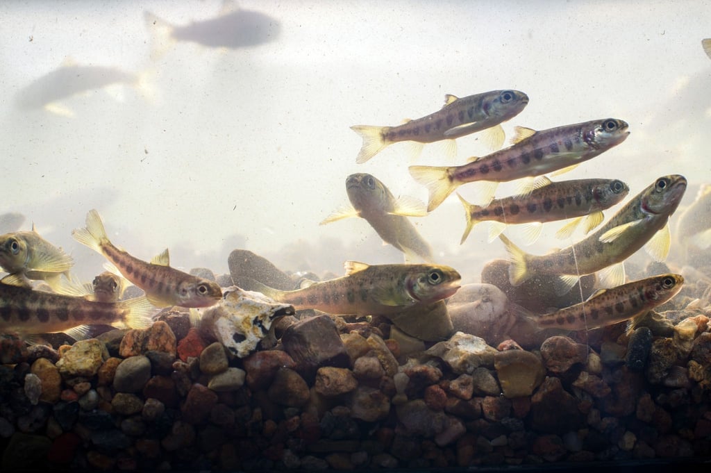 Ein Junglachs schwimmen am Rande einer Junglachsbesatzung in einem Aquarium.