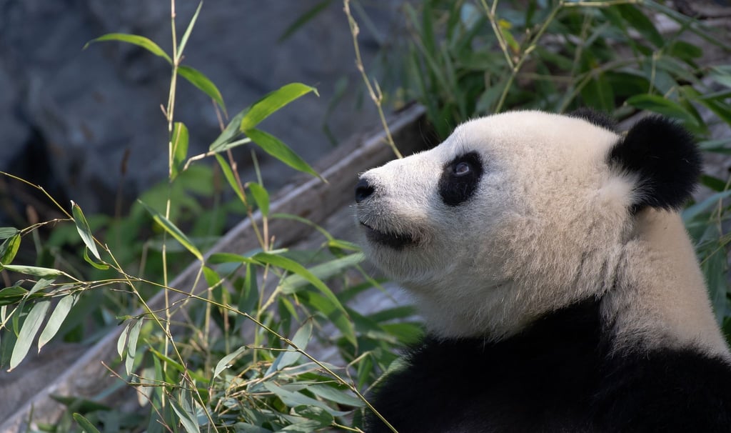 Panda-Mutter Meng Meng schaut im September 2020 im Berliner Zoo zum Himmel.