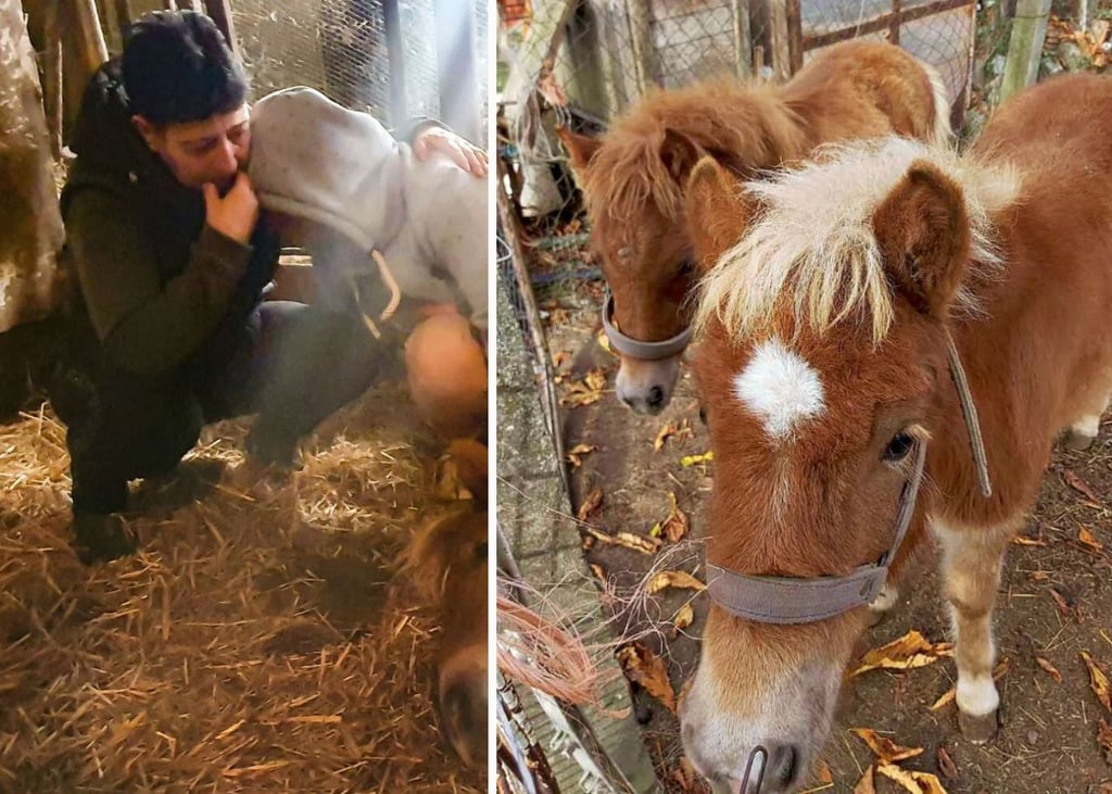 Trauer um Pony Foxi: Gerade mal ein Jahr alt war das Pony von Ina Piller.