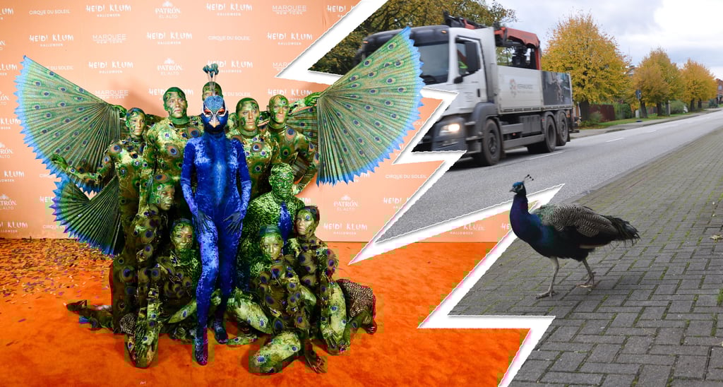 Nach Heidi Klums Halloween-Auftritt spaziert ein Pfau durch Buchholz bei Stendal.