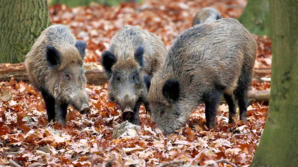 Von gesund erlegten Wildschweinen müssen keine Blutproben mehr untersucht werden.