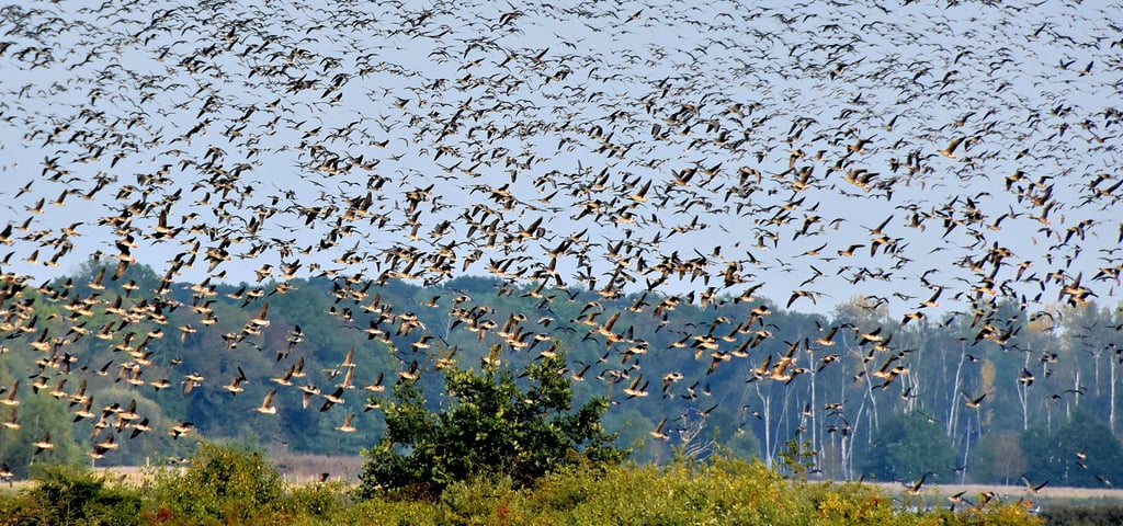 In alle Himmelsrichtungen starten sie bei Sonnenaufgang: Saatgänse, Blessgänse und Graugänse. Die Schwärme, die in diesen Tagen in der Flachwasserzone in Piplockenburg Rast machen, bestehen aus vielen tausend Vögeln. Das Geschnatter ist dementsprechend laut.