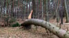 Am Rammelsberg im Harz ist eine Frau von einem umstürzenden Baum tödlich verletzt worden.