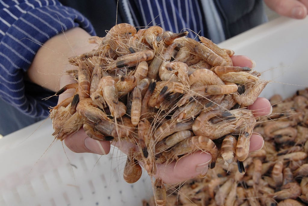 Die Nordseekrabbe wird auch als der „kleinste Hummer der Welt“ bezeichnet.