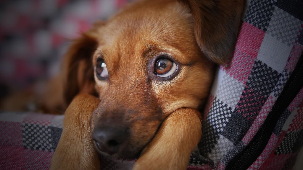 Ein Hund ist in Havelberg ins Visier von Tierquälern geraten. Sie stellten ihm auf seinem eigenen Grundstück Fallen. Symbolbild: