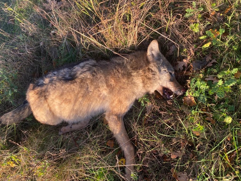Dieser Wolf wurde am Freitagmorgen von einem Radfahrer nahe Kakerbeck gefunden.