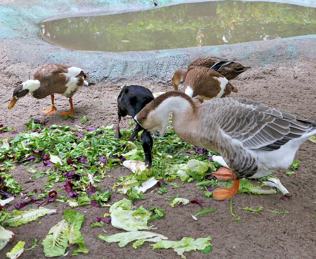 Im Tiergarten Staßfurt gibt es nur wenige Wasservögel.