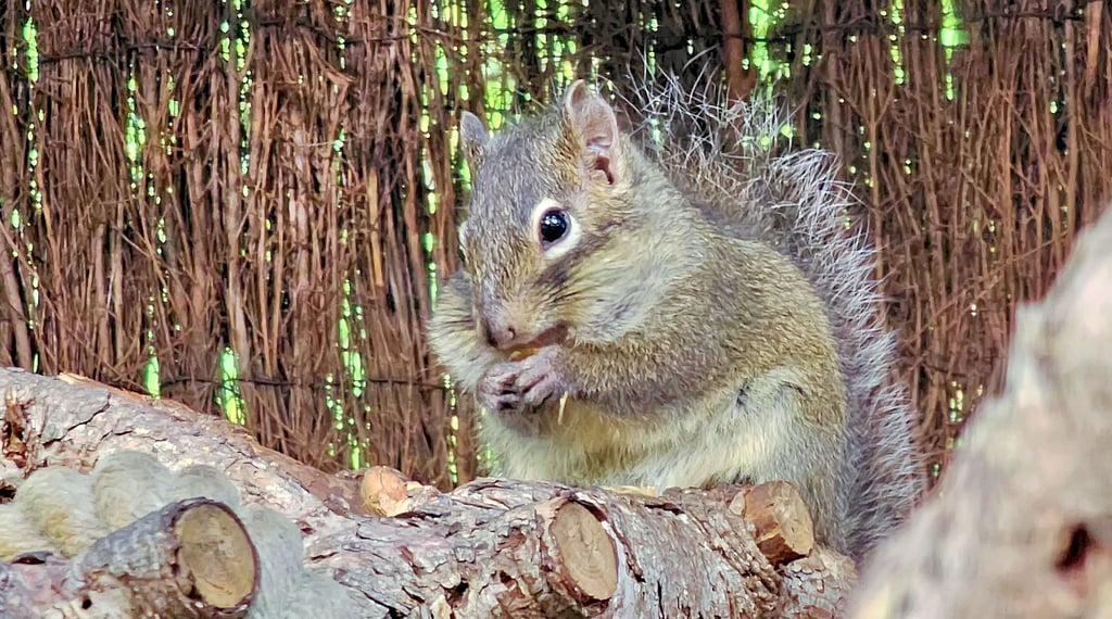 Mit ihren dicken Hamsterbacken sehen die Felsenhörnchen im Ascherslebener Zoo mehr als possierlich aus.