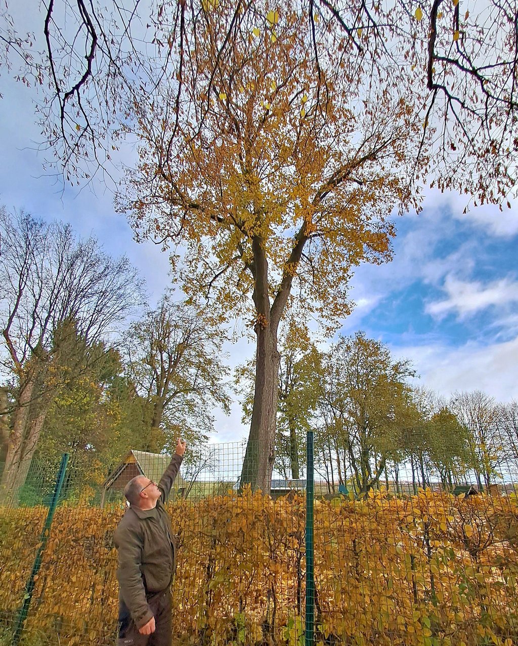 An der Linde sind bereits Äste heruntergefallen, zeigt Heiko Ehrt. Auch wenn der Baum erst einmal stehen bleiben soll, beobachtet der Baumbeauftragte ihn mit Sorge.