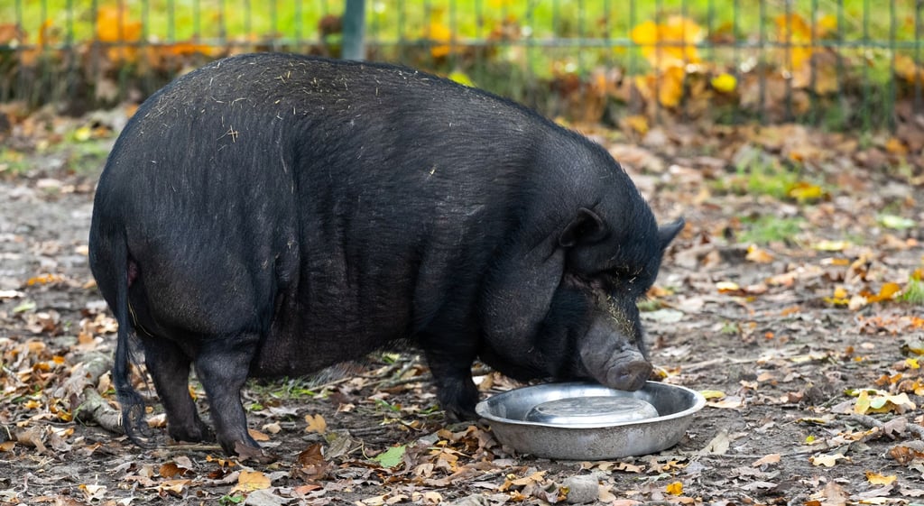 Minischweine werden bei Sabine Bracker auf dem Gnadenhof bei Ebstorf im Landkreis Uelzen häufig abgeben.